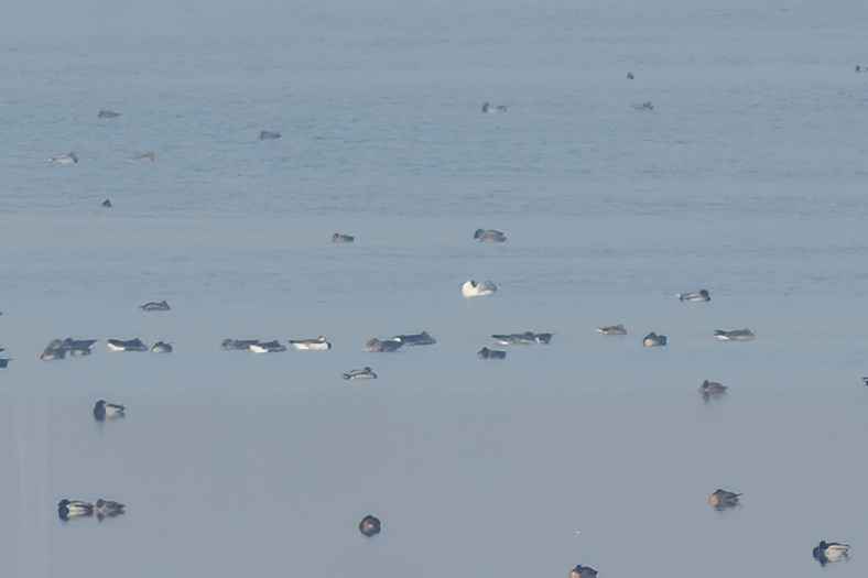Barnacle Goose